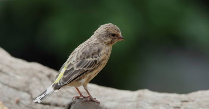 Cara Mudah Menjodohkan Blackthroat Dengan Sangkar Gantung