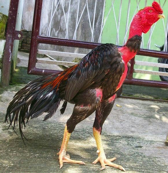 7 Jenis Ayam Aduan Terbaik Ayo Ternak