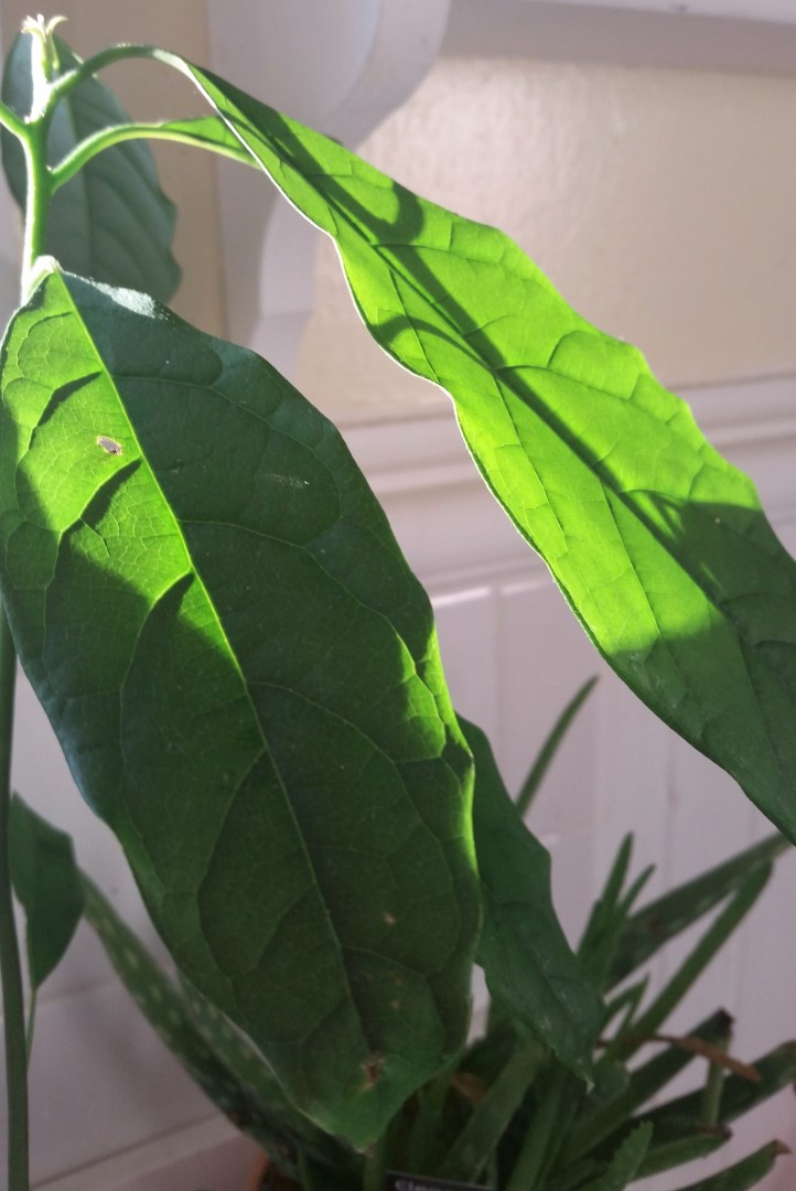 Writing Straight from the Heart Kids and Plants Grow Taller By The Day