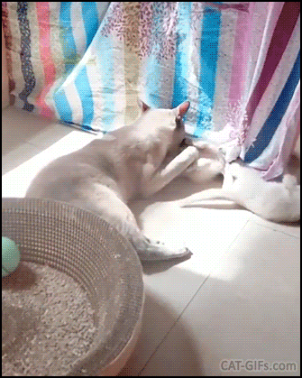 Funny Cat GIF • Cat playing and biting kittens bitten by another cat. “Hey! Pick on someone your own size!” Funny Cat GIF • Cat playing and biting kittens bitten by another cat. “Hey! Pick on someone your own size!”