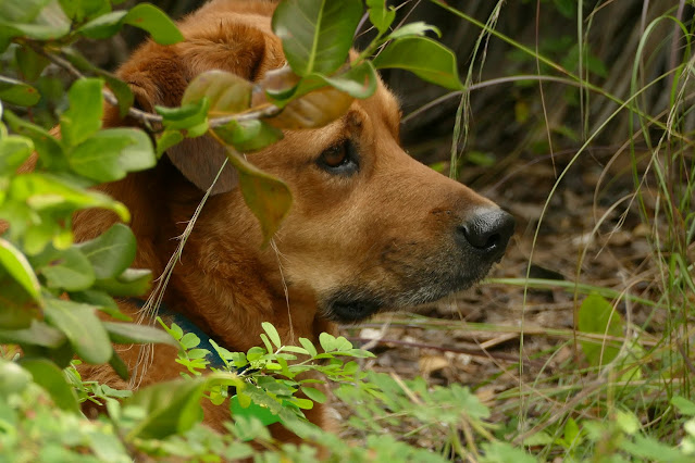 Garlanded Rusty Carolina Dog, Key West
