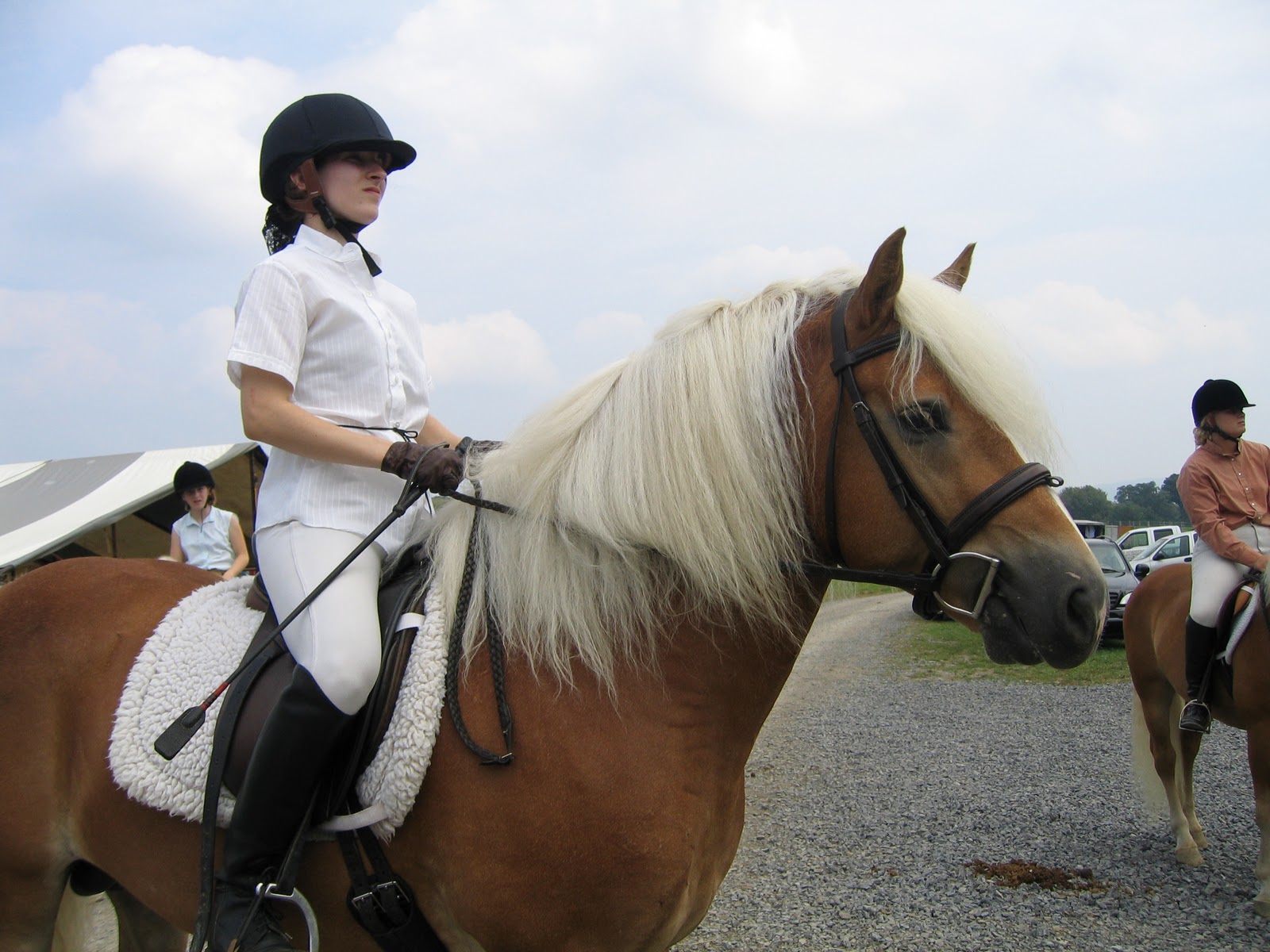 Memoirs of a Horse Girl Memoirs A Horse Girl Gets Carded