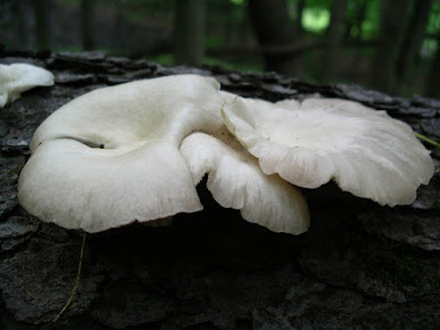 Oyster mushroom log