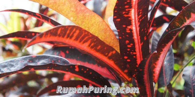 Review Daftar Harga Tanaman Puring Terbaru 2021 - rumah puring