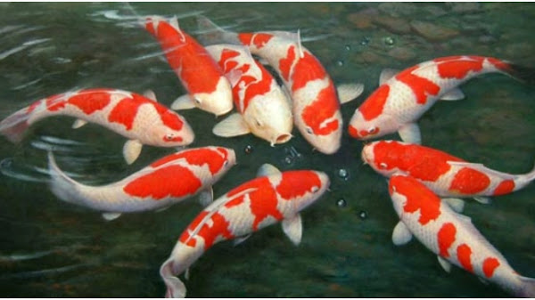 2 thanh niên Đà Nẵng trộm đàn cá Koi gần trăm triệu, làm mồi nhậu