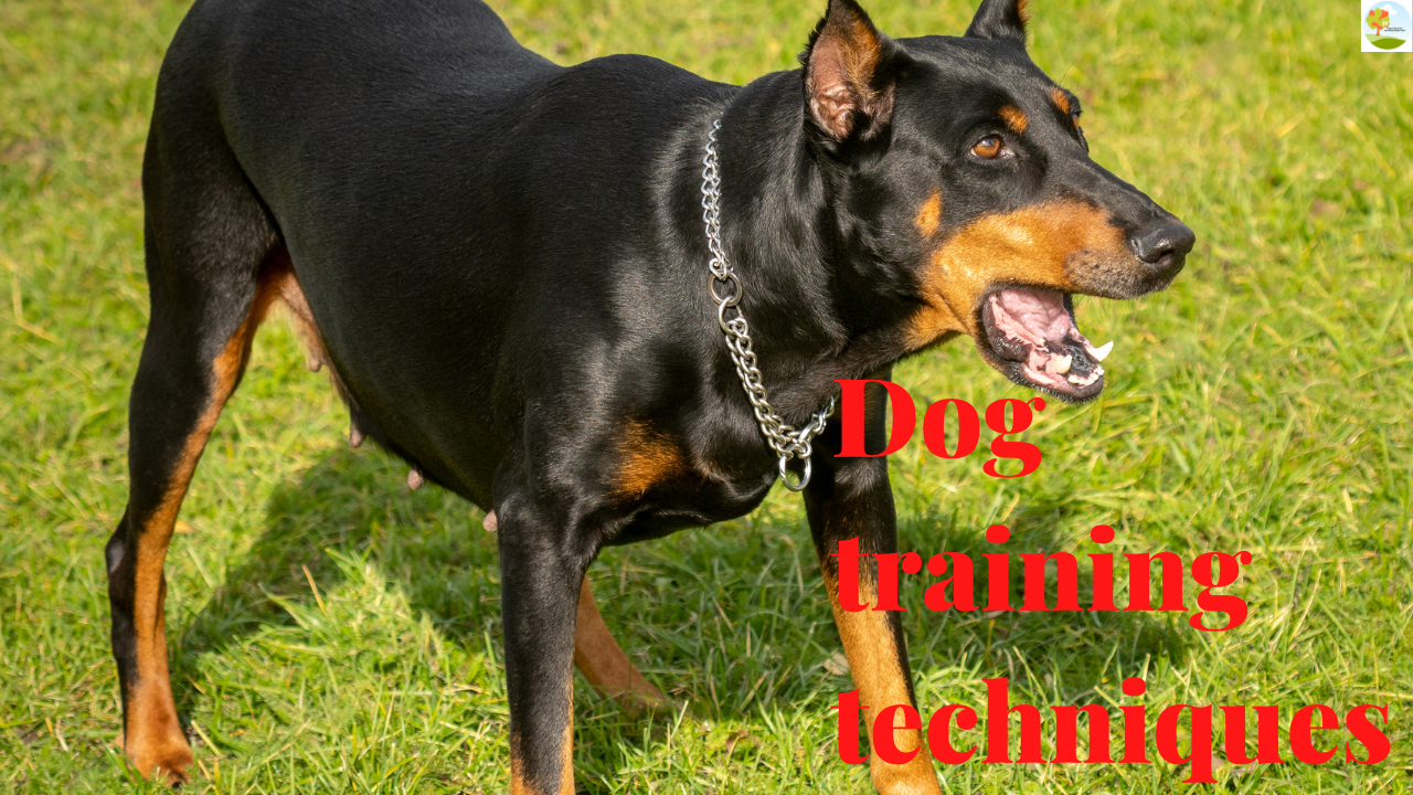 Why do dogs suddenly bark at nothing, and will be grateful to be stopped?