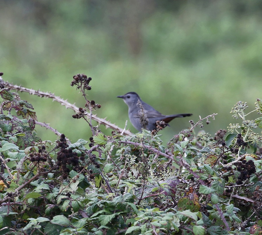 Robs Birding Blog: GREY CATBIRD .... in Cornwall