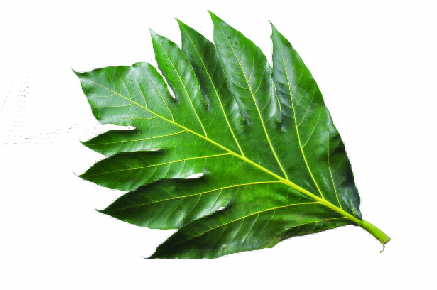 Gambar Manfaat Rebusan Daun Sukun Kering Muda Kesehatan Gambar di