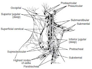 Lymphatics of the neck anatomy