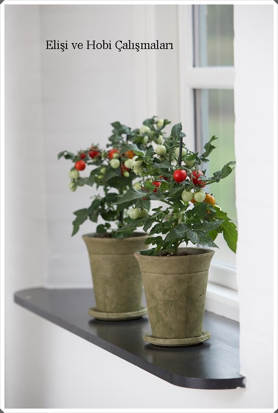 saksida domates yetistirme nasil