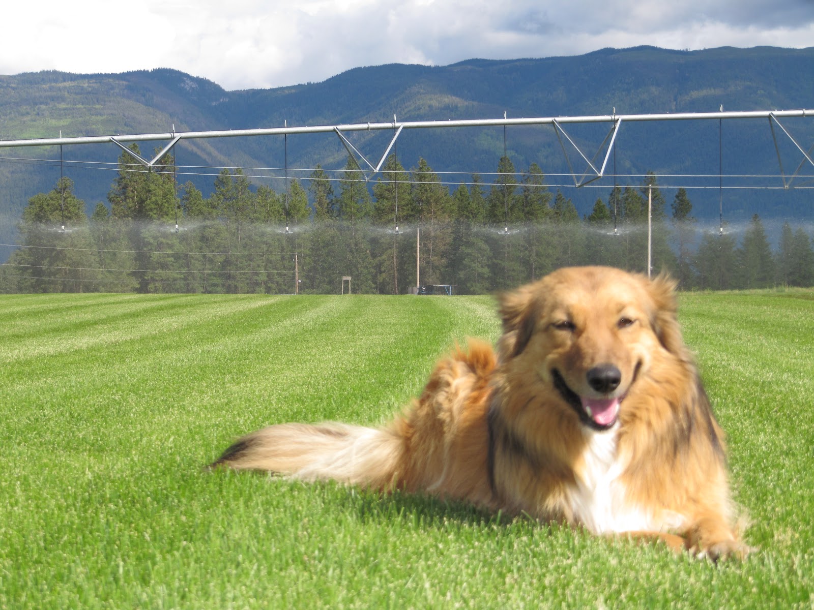 Okanagan Asparagus Farm Asparagus in Armstrong The farm dogs