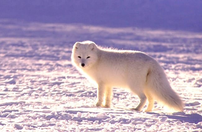 Arctic fox (Vulpes lagopus) white polar snow fox facts