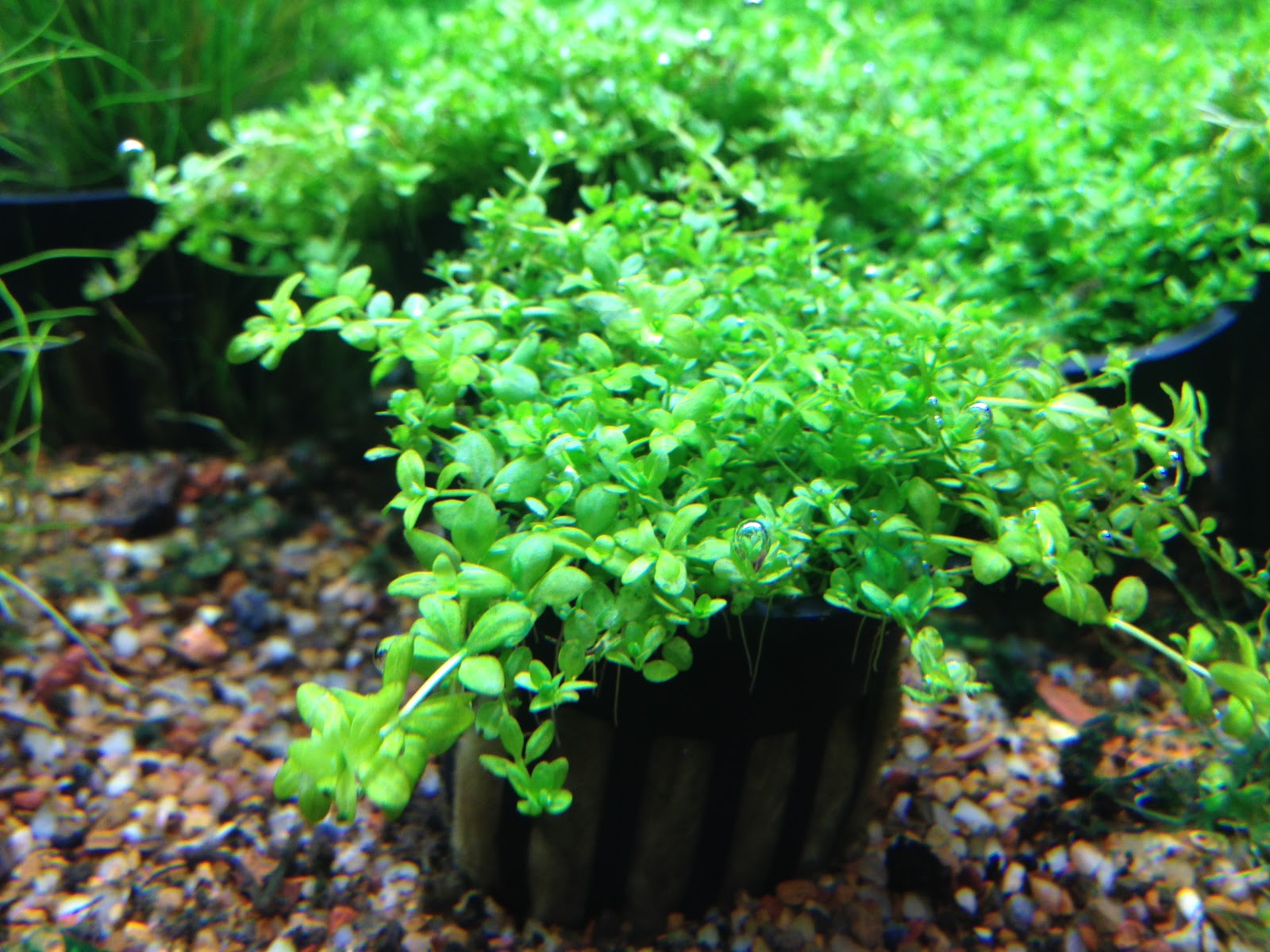 Aquatic Plant Aquatic Plant Description