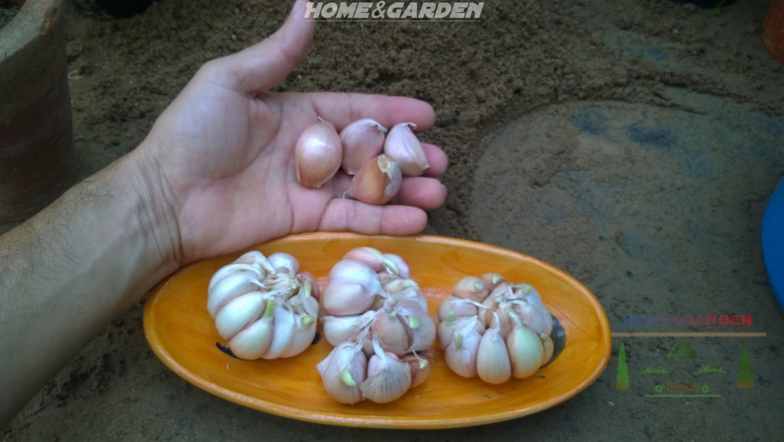 How to Grow Organic Garlic