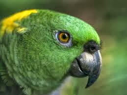 MALAYSIAN MAN IN COURT OVER NEWCASTLE DISEASE - Papua New Guinea Today