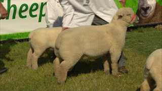 Southdown Sheep Disadvantages, Advantages, Characteristics, Price