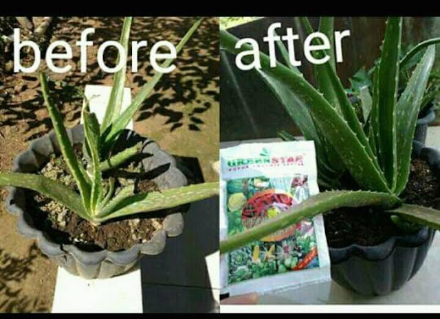 Distributor Resmi Nasa