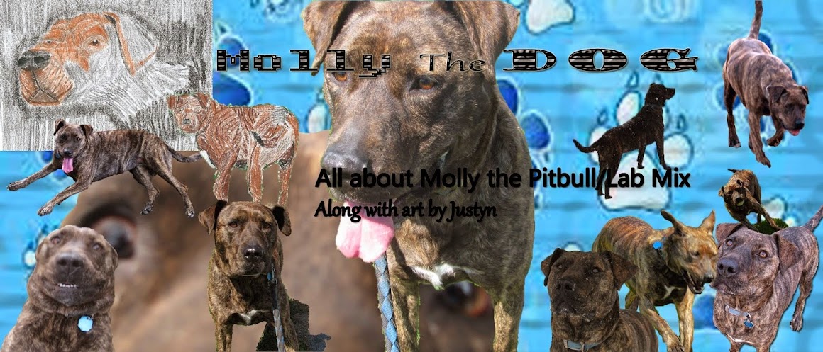 Molly the Dog