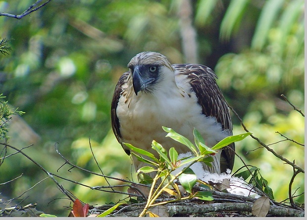 Contoh Pola Burung Aves Ciri Ciri Beserta Gambarnya