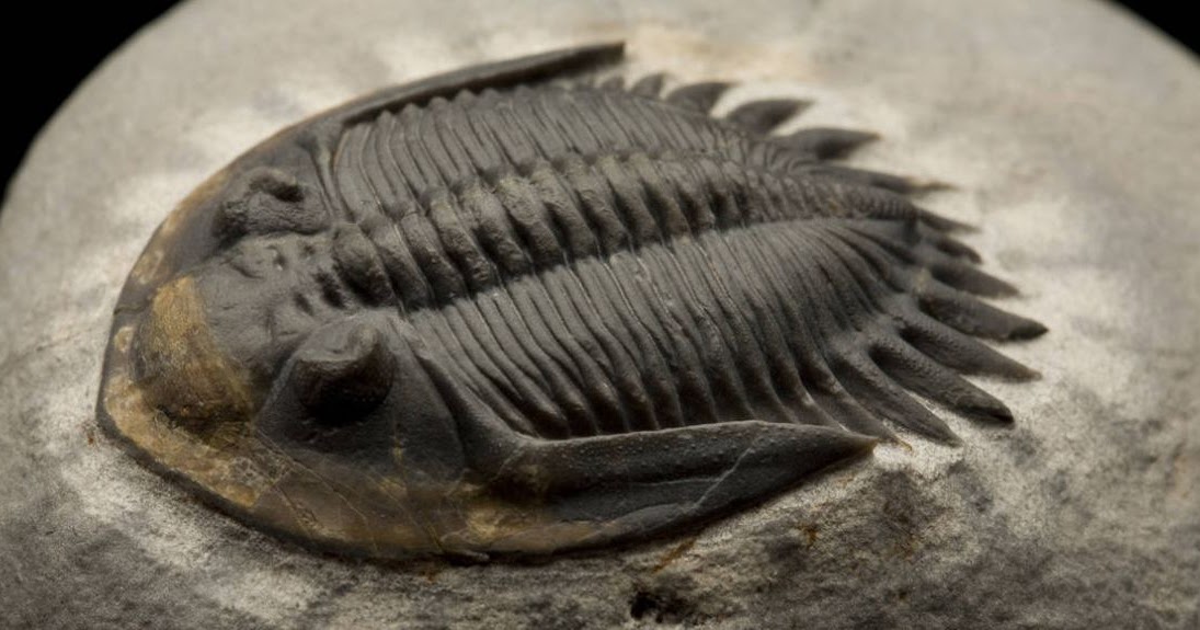 Así Eran Las Criaturas De Hace 450 Millones De Años Que Respiraban A