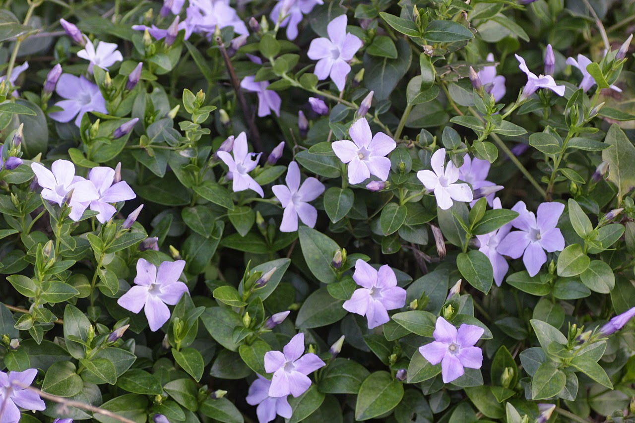 A Little Natural History: Into the mountains