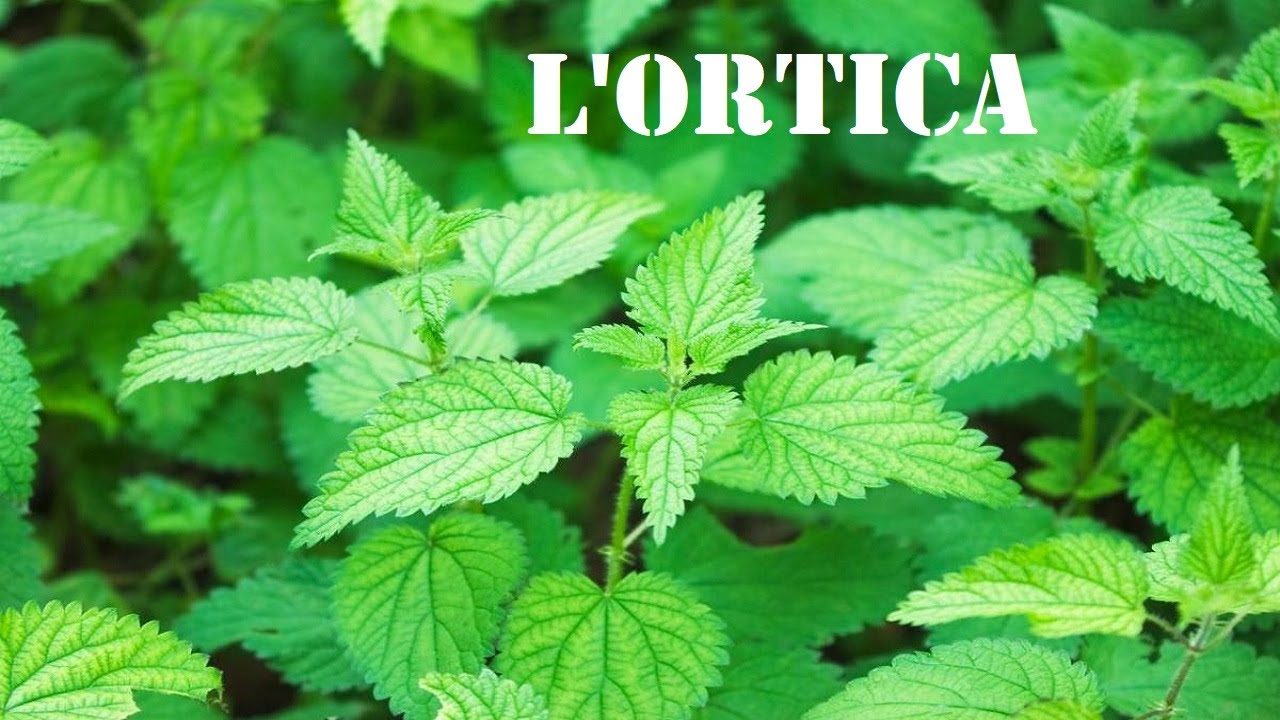 L’ORTICA, UNA PIANTA ERBACEA “PUNGENTE” MA RICCA DI MILLE VIRTÙ. IN SARDEGNA È L’ORTICA, UNA PIANTA ERBACEA “PUNGENTE” MA RICCA DI MILLE VIRTÙ. IN SARDEGNA È