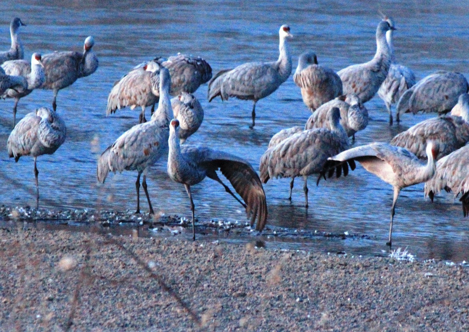 Know Nebraska Sandhill Cranes in the North Platte Area