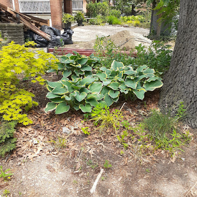 Toronto High Park Summer Garden Cleanup Before by Paul Jung Gardening Services--a Toronto Organic Gardening Company