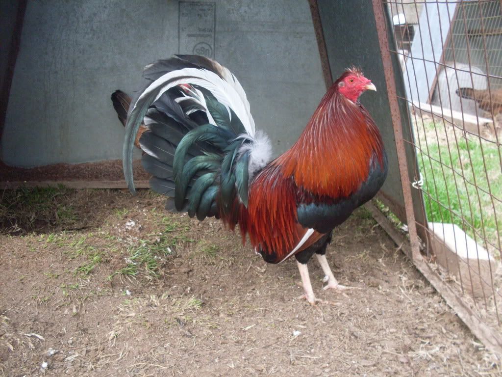 Pinoy Cocker: Top Gamefowl Breeds and Their Fighting Styles