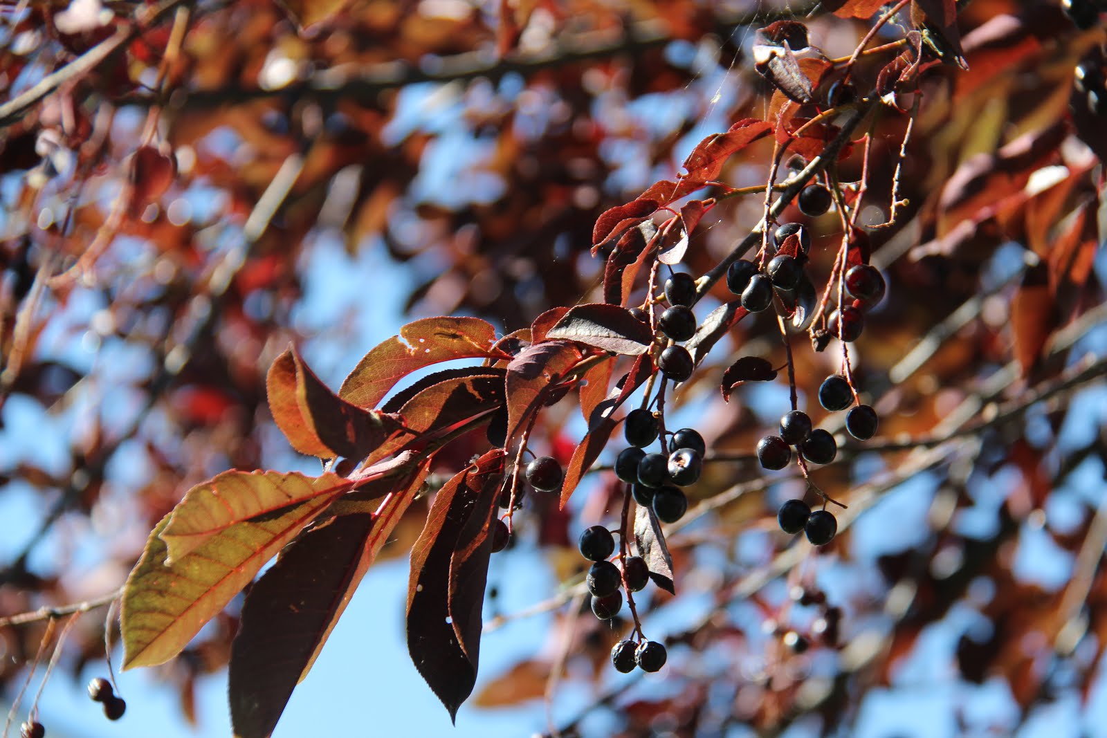 Les jardins partout Schubert Chokecherry Tree