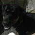 Rottweiler leva dois tiros ao defender dona de assaltantes em casa de RO
