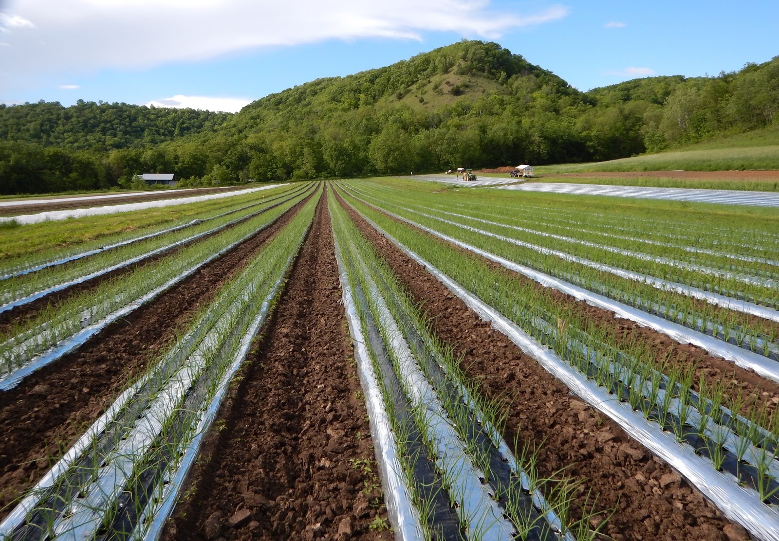 Harmony Valley Farm Onions "A Healthy Basic"
