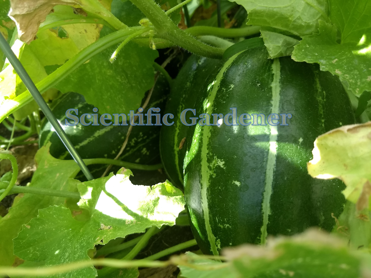 Semi Carosello Spuredda Tarantino - Melone Adzhur Prodotto In Italia - Foto 13