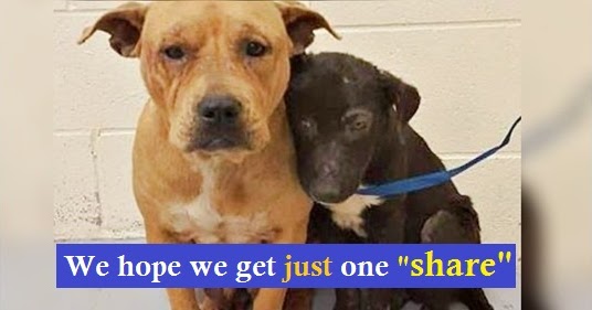Help! Unloved & Unwanted Pit Bulls Cling To One Another For Comfort