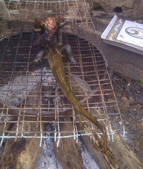 monitor lizard ogun state