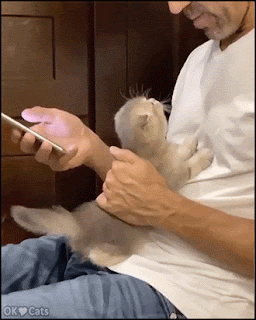 Cute Kitten GIF • Aww... Kitten love is unconditional! “Gimme a little kiss, Dad.” [cat-gifs.com]
