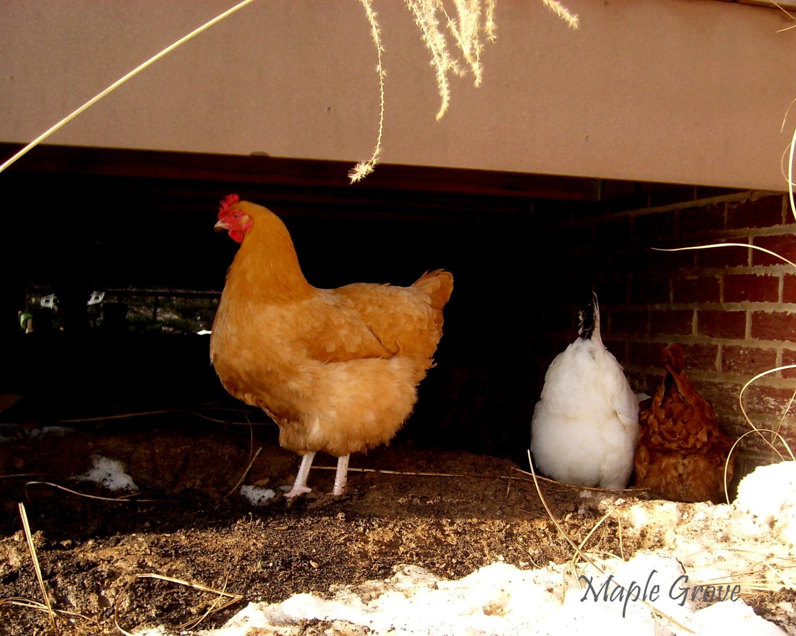Maple Grove Why Chickens Eat Grit
