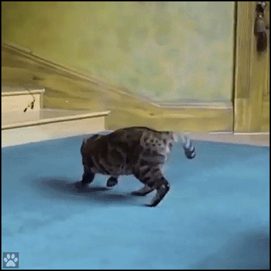 Amazing cat GIF • Graceful Bengal cat landing on her feet in a in an impressive way Amazing cat GIF • Graceful Bengal cat landing on her feet in a in an impressive way
