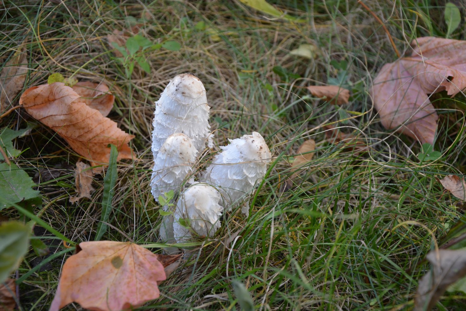 Profesorskie Gadanie: Czernidlak kołpakowaty (Coprinus comatus) spod