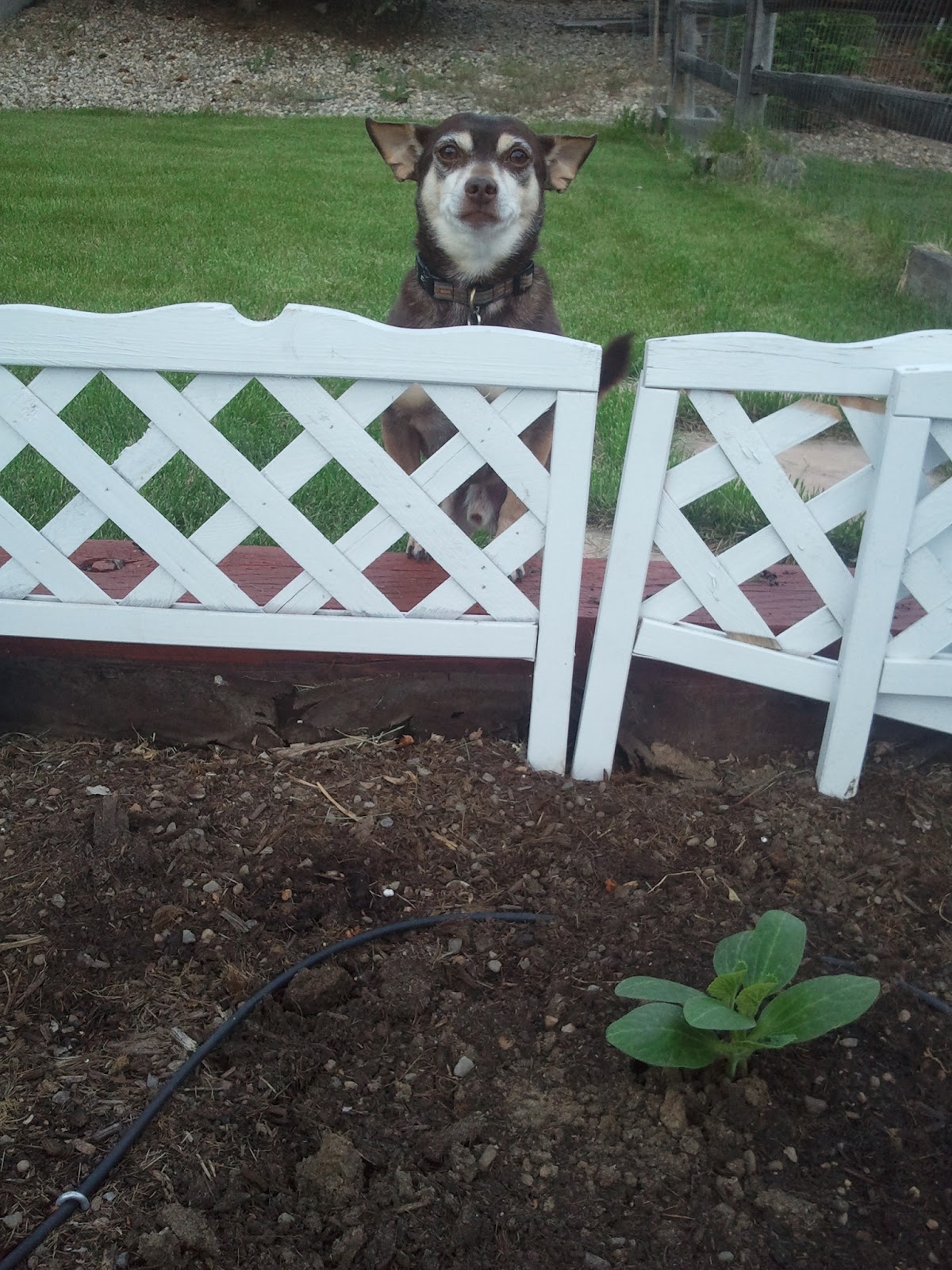 The Gnome Knows Best: Keeping the Dog Out of the Garden