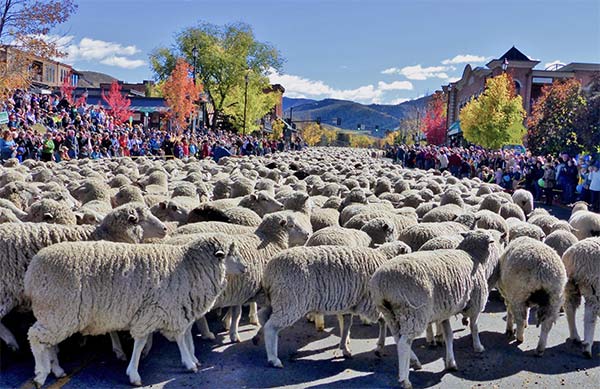 Parade festival of sheeps