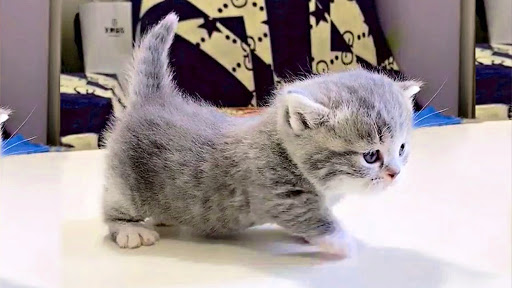 Where Can I Adopt A Munchkin Cat Best For Cats Where Can I Adopt A Munchkin Cat Best For Cats