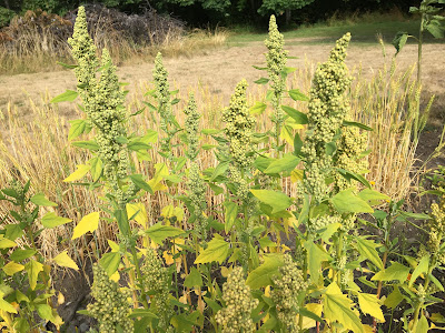 quinoa in early summer