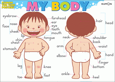 Resultado de imagen para parts of the body games
