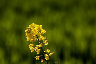 Landschaftsfotografie Naturfotografie Weserbergland