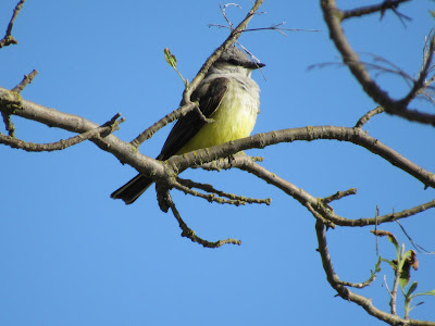 Sacramento National Wildlife Refuge