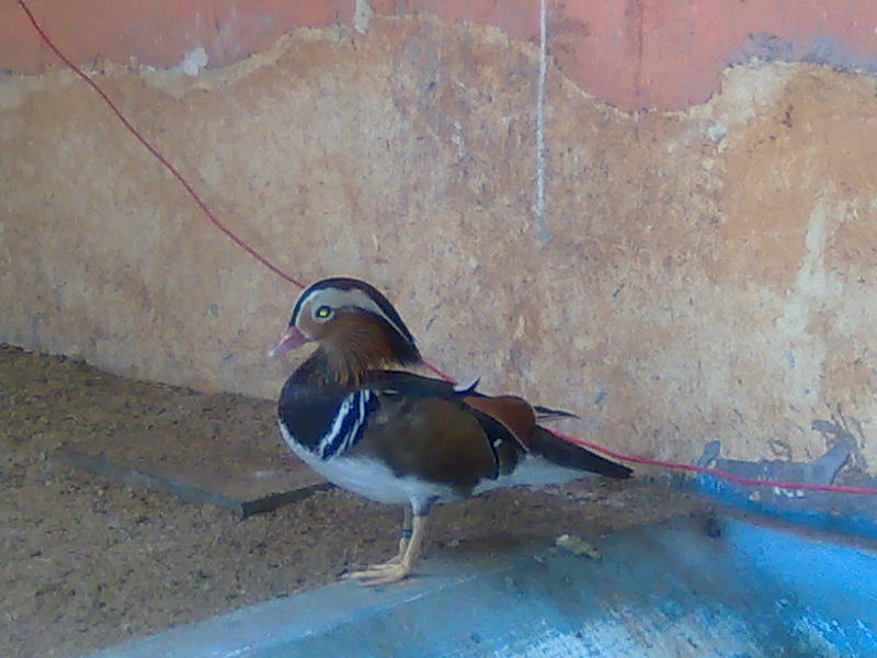 Nest Birds Paradise Mandarin Duck