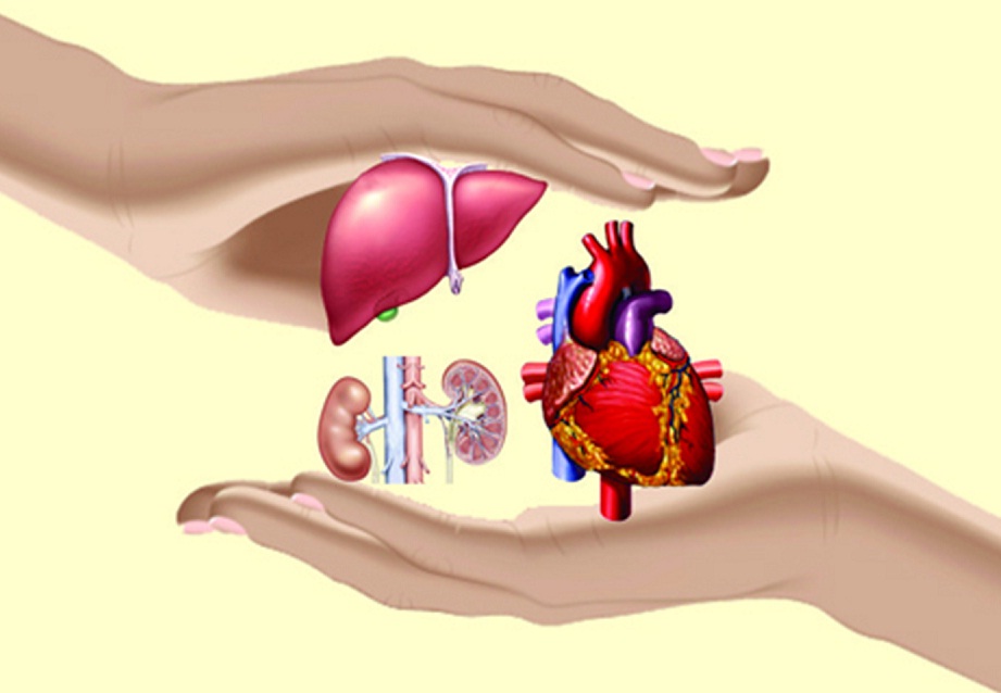 How To Donate Body After Death