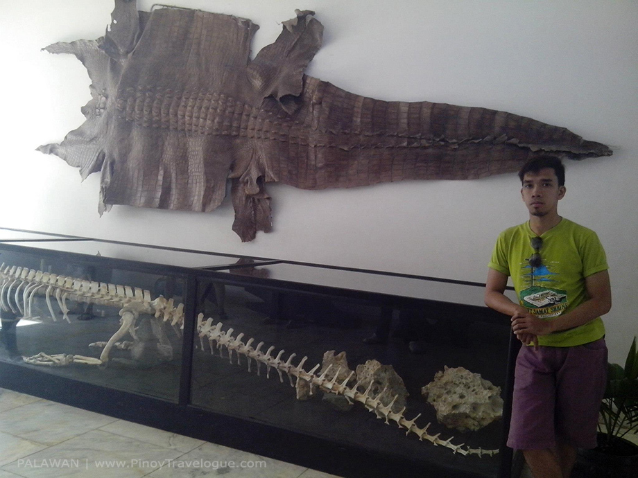 Remains of a huge crocodile on display