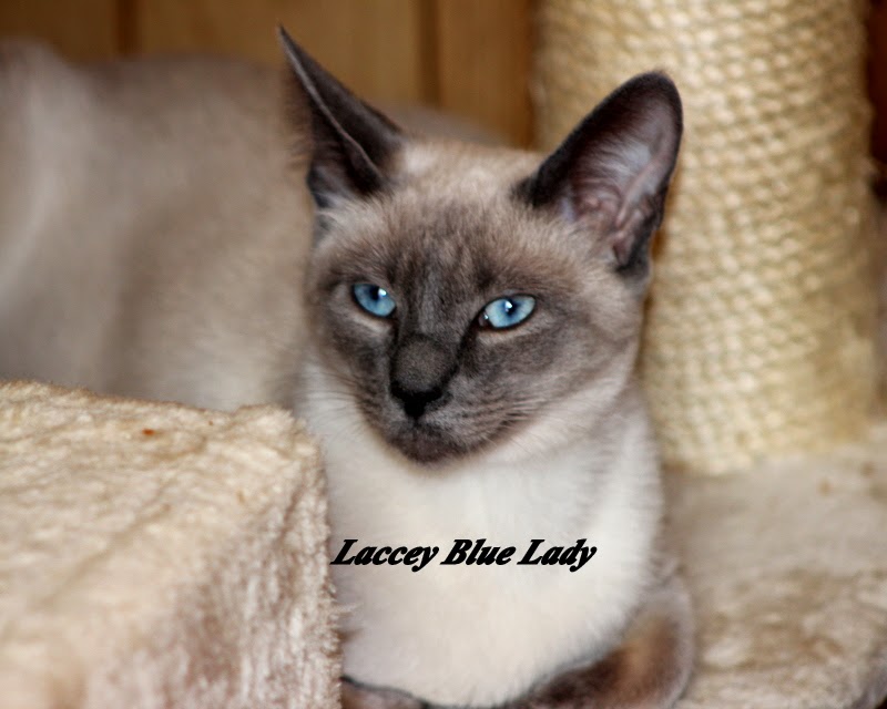 Lacey Blue Lady